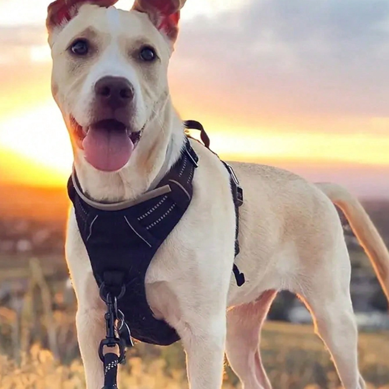High Reflective Dog Harness Se – Outdoor Adventure Kit recenzja i cena